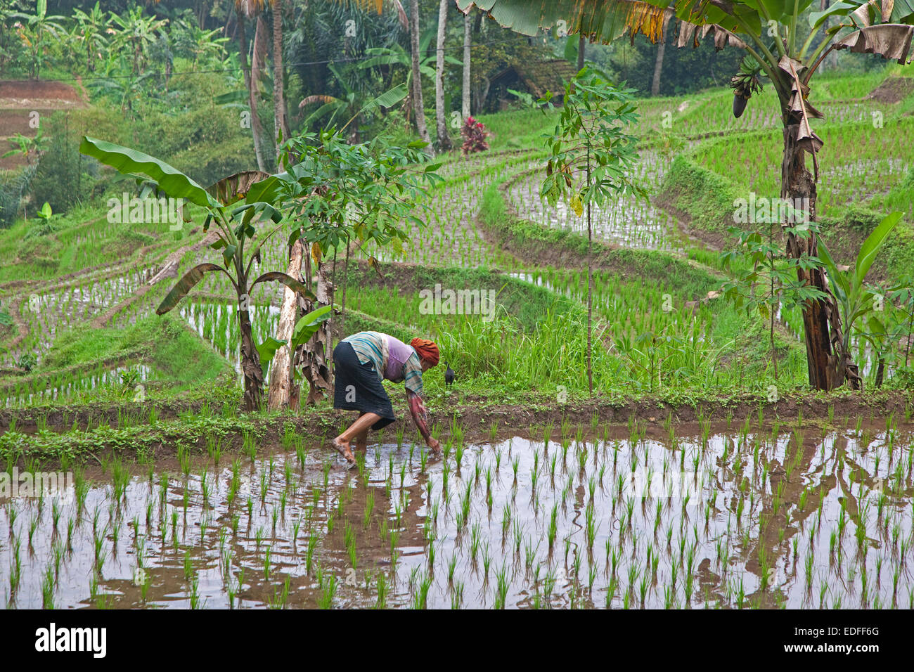 Indonesian woman planting rice in terraced rice paddy on the slopes of the Mount Gede / Gunung Gede volcano, Java, Indonesia Stock Photo