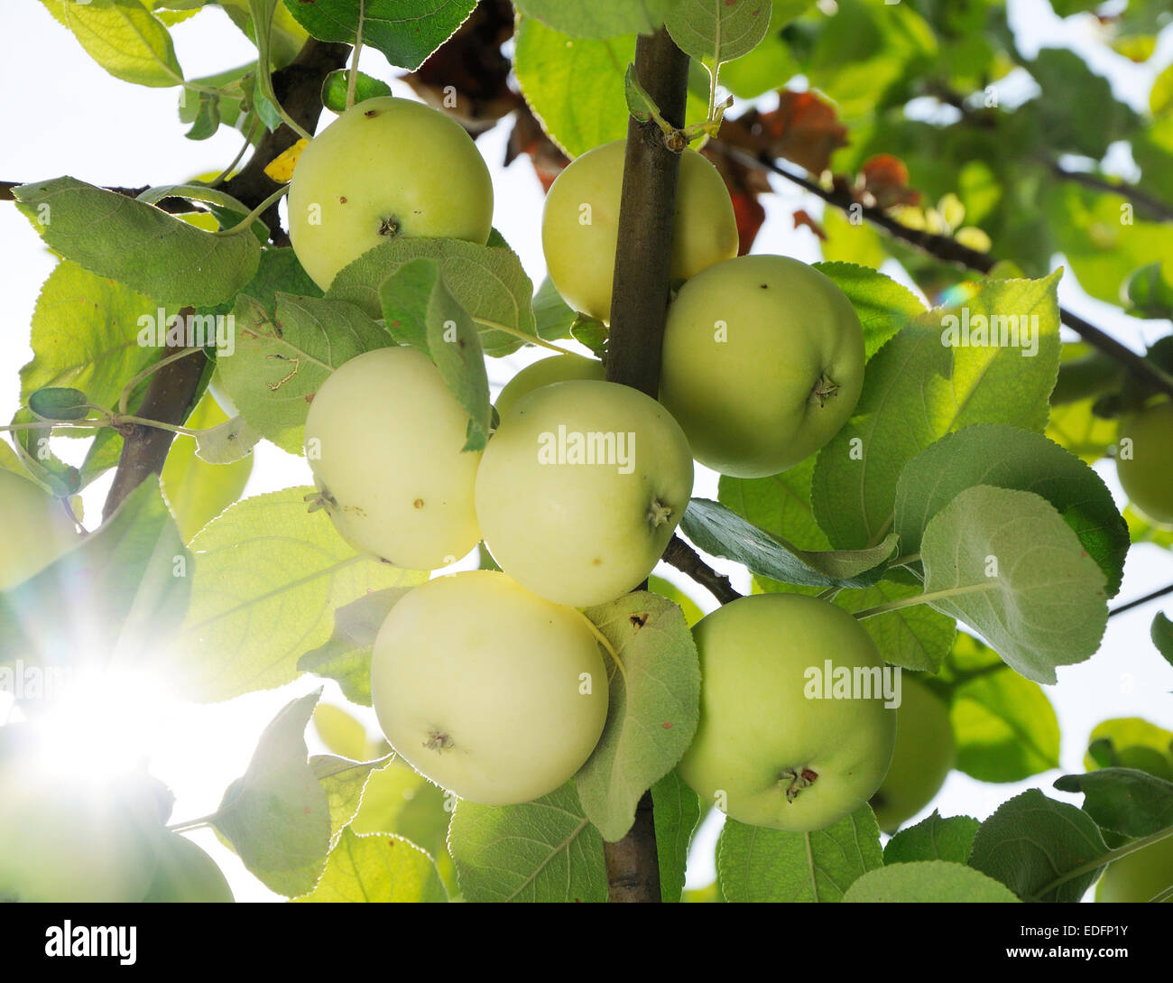 early apples on the branch and sun behind Stock Photo