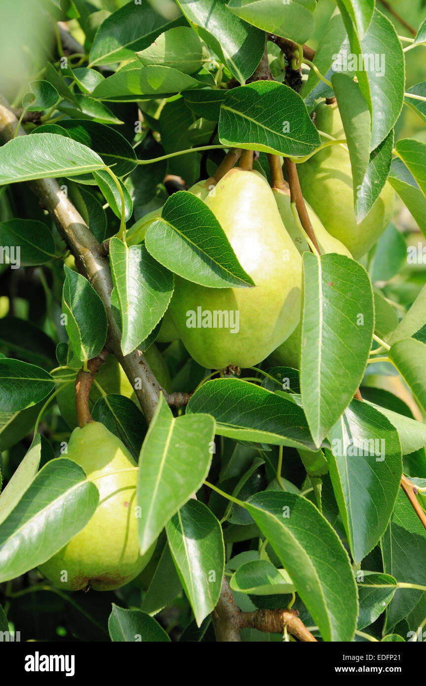 green pears growing on the tree in sunlight Stock Photo