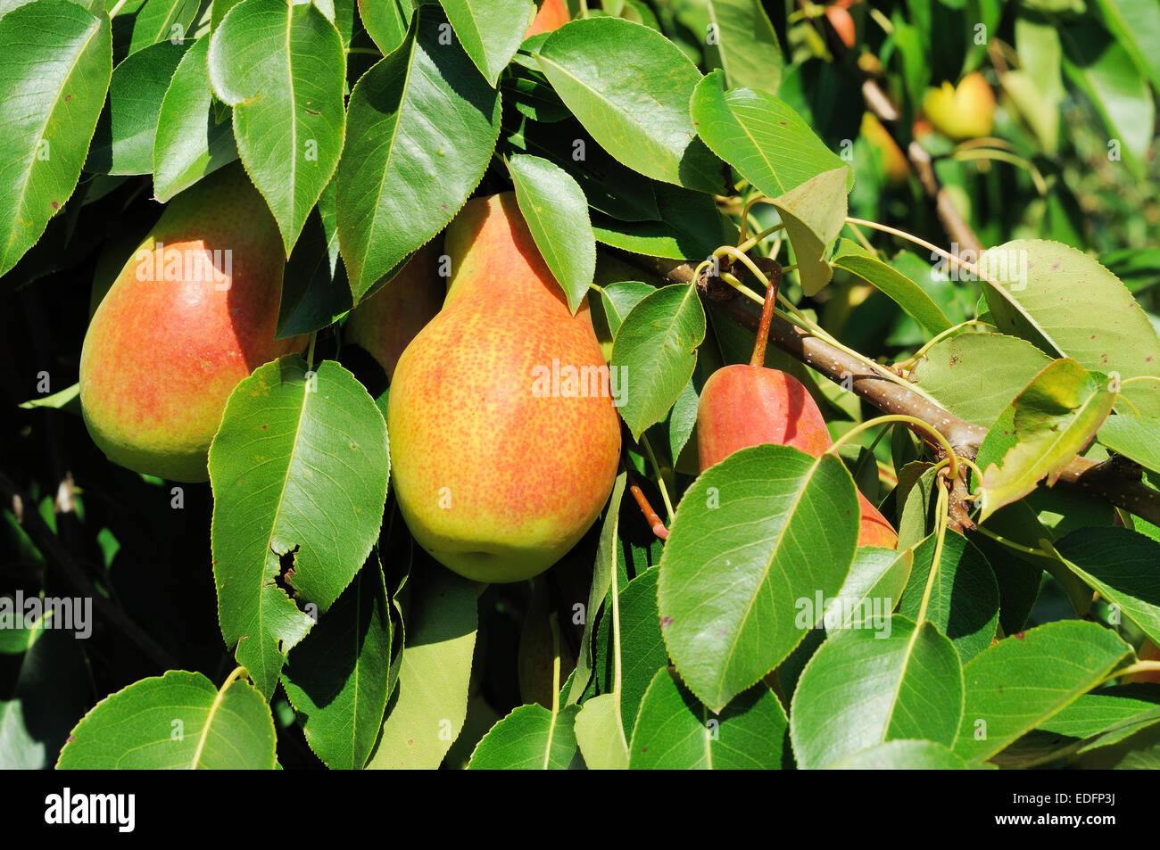 Three red side pears on the tree Stock Photo