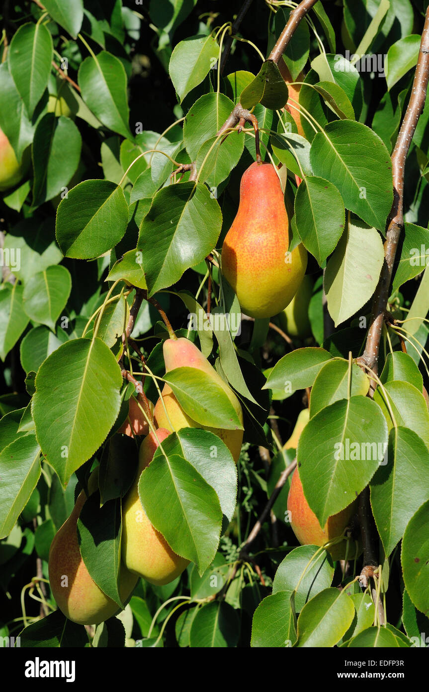 branch of pear tree with red side fruits Stock Photo
