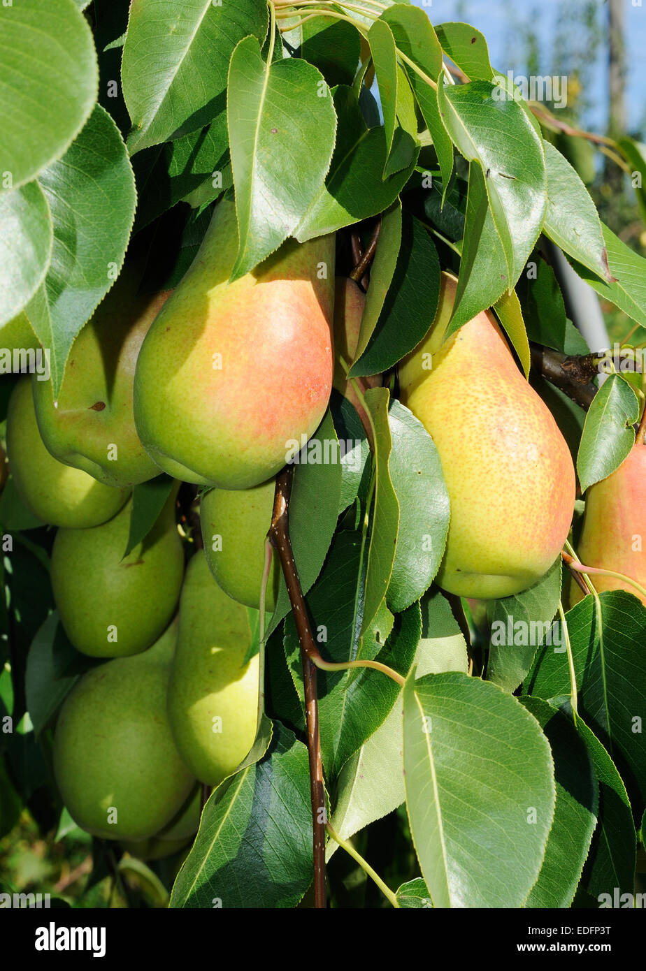 branch of pear tree with many fruits Stock Photo