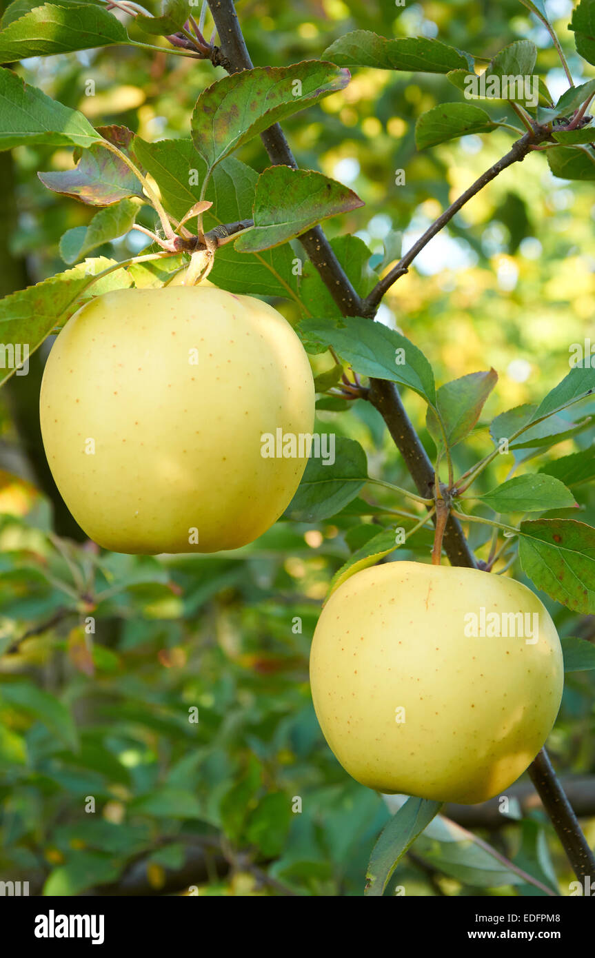 Ripe green yellow apples on the branch growing Stock Photo