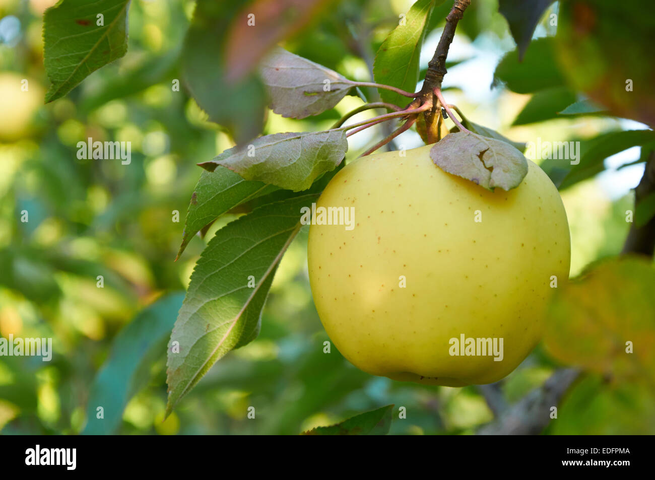 Ripe green yellow apple on the branch Stock Photo