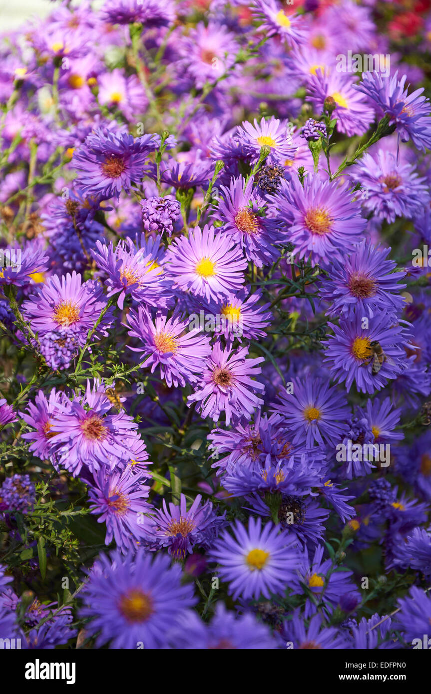 big bush of violet chrysanthemum with many flowers Stock Photo