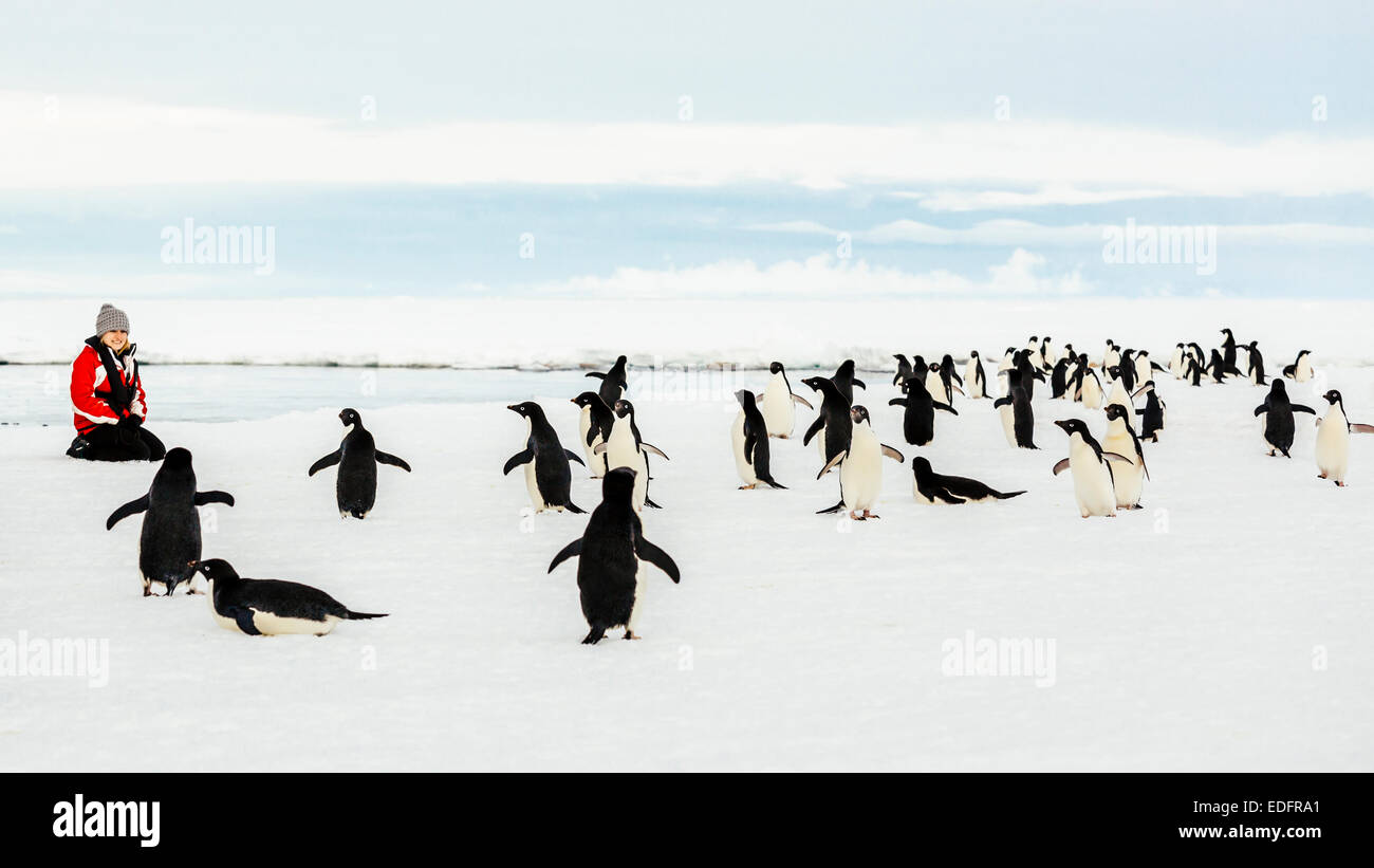 A woman sits on the ice near Penguins. Stock Photo