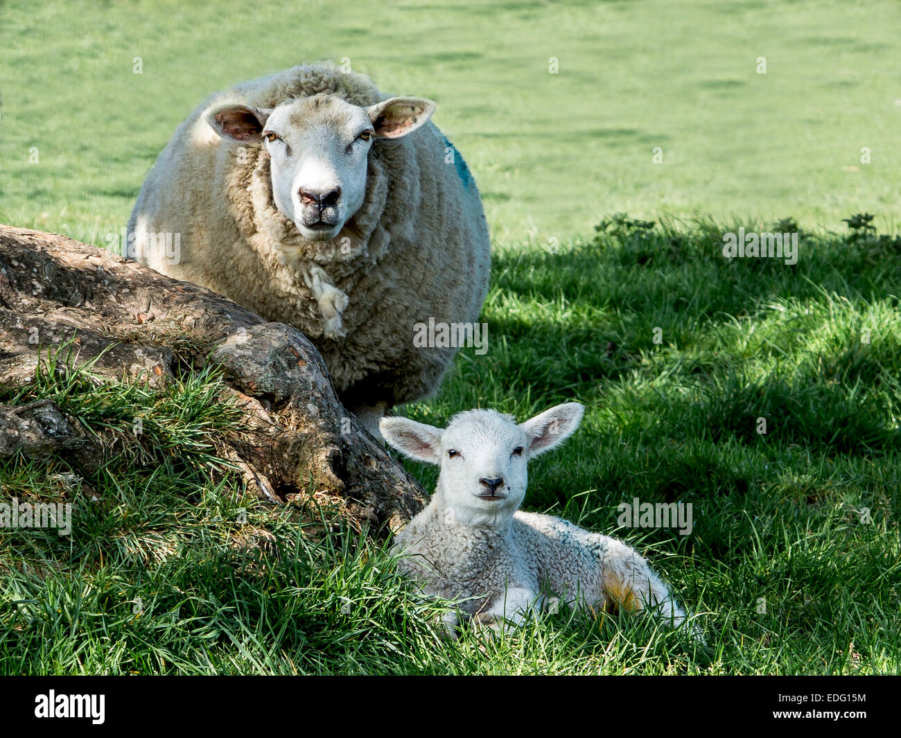 Yew and lamb hires stock photography and images Alamy