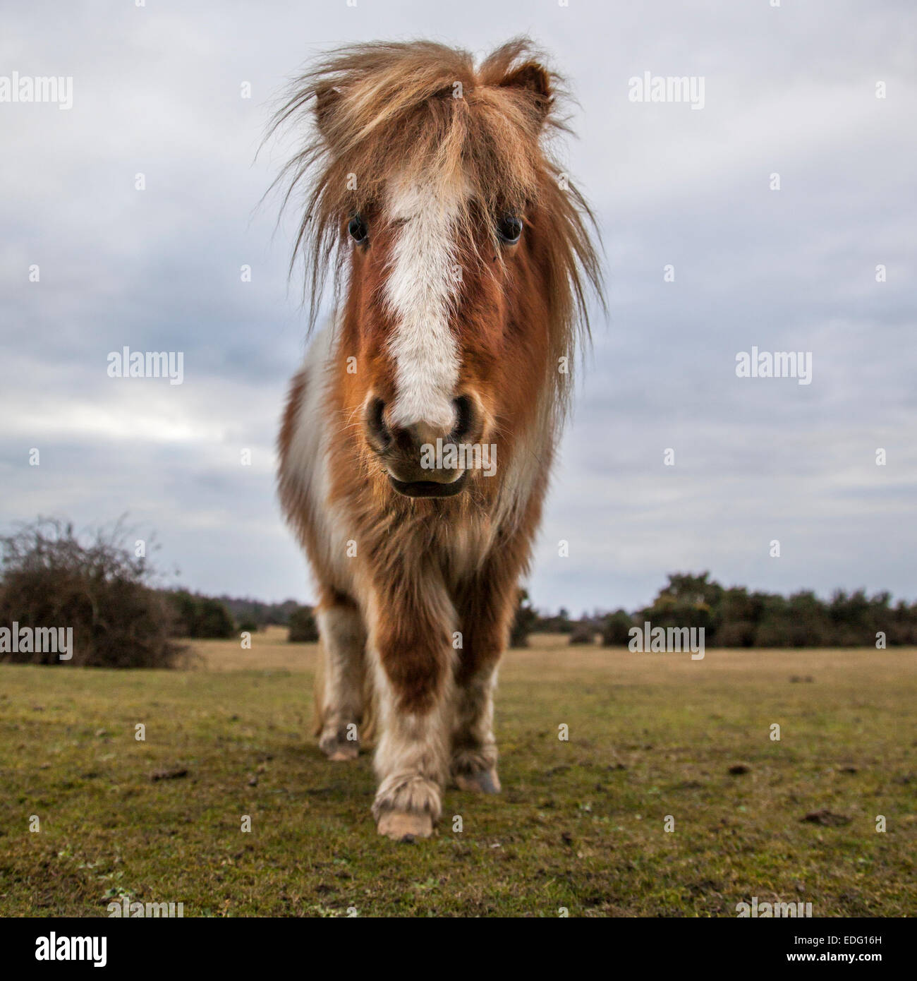 New Forest pony Stock Photo