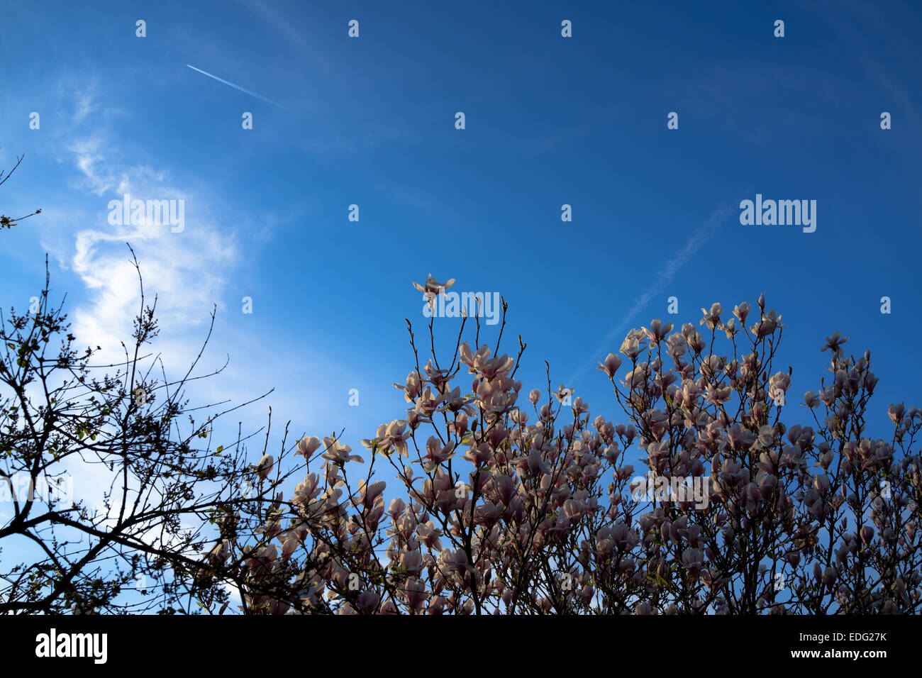 lilac flower tree blue sky Stock Photo - Alamy