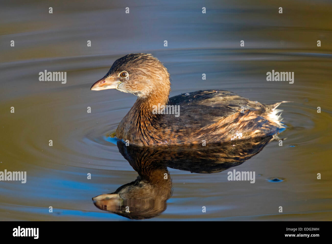 Pied-billed Grebe Podilymbus podiceps Tucson, Pima County, Arizona, USA ...