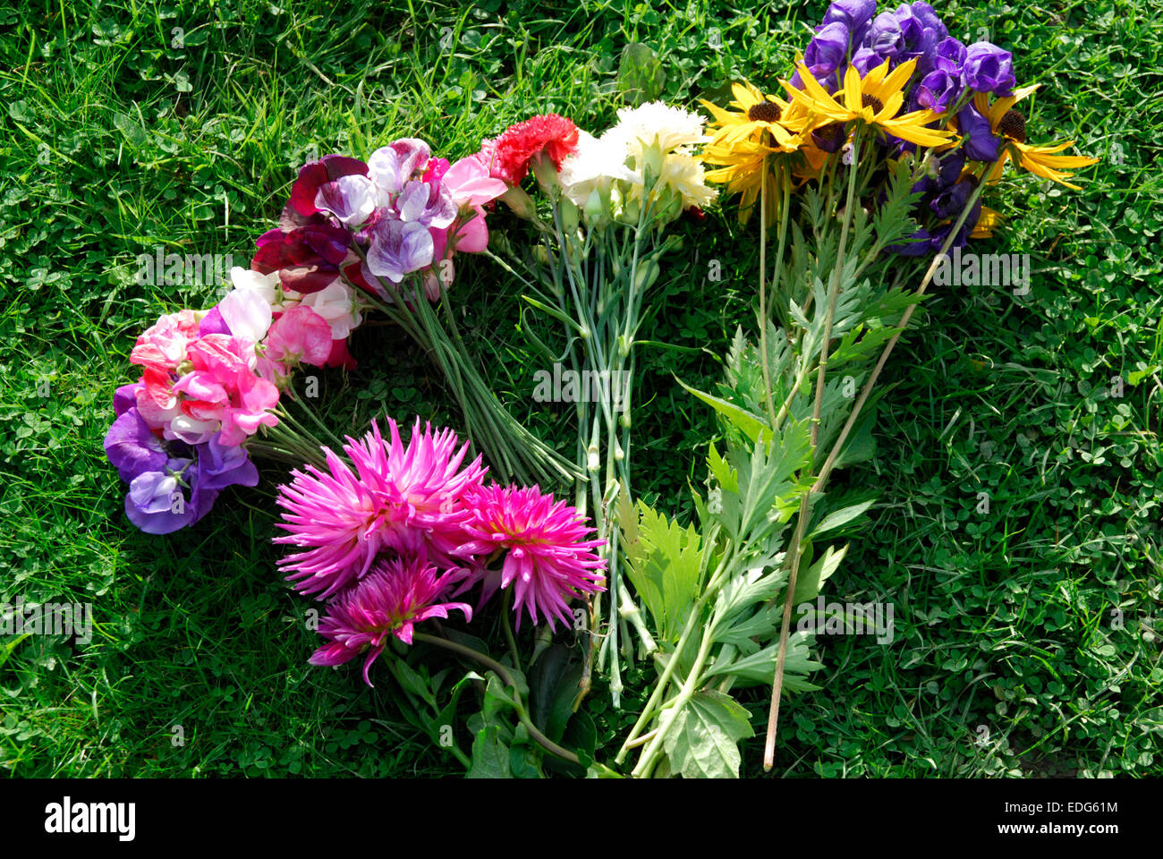 Bunch of flowers on green grass background, includes dalias sweet peas black-eyed susan Stock Photo
