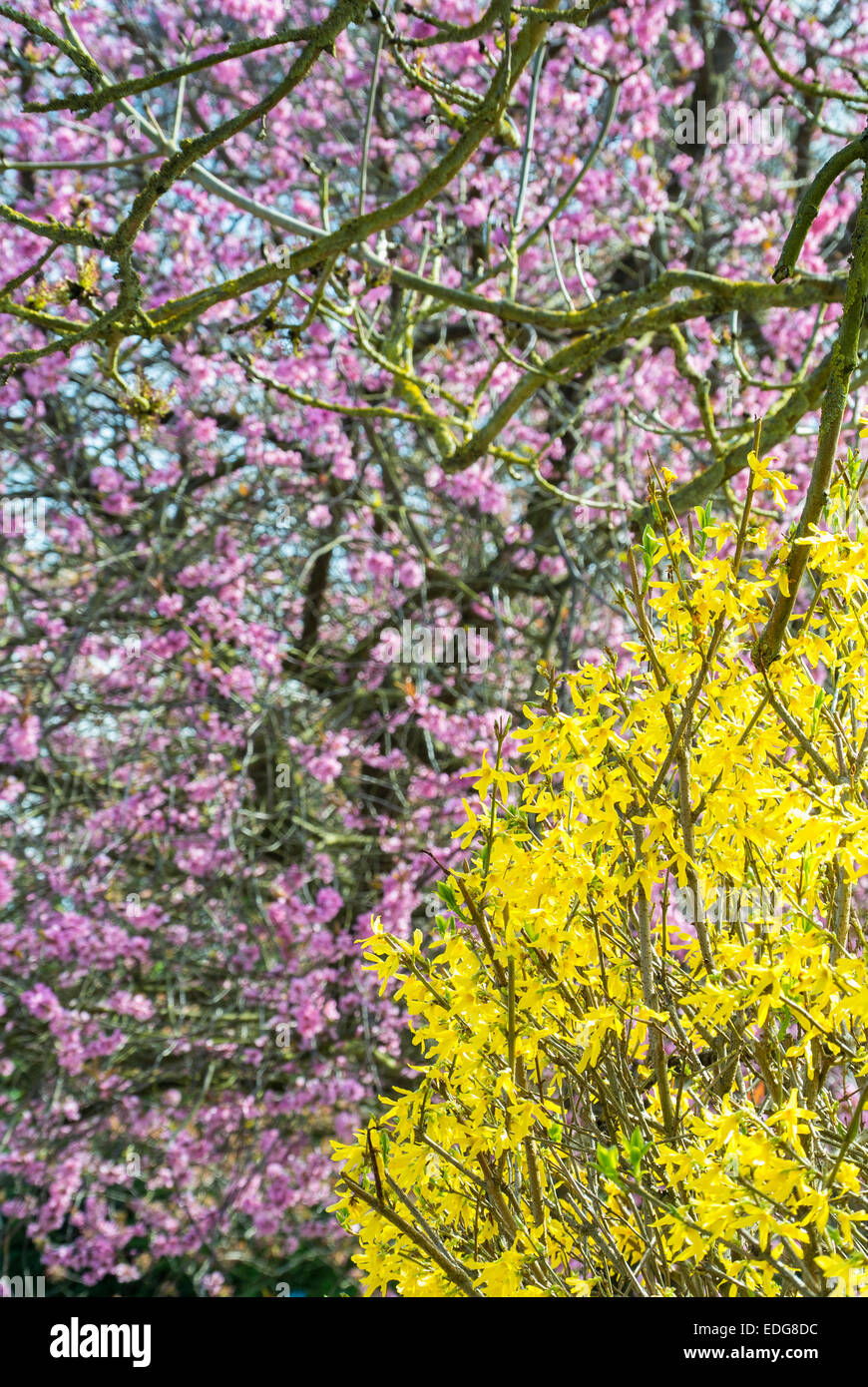 Yellow Forsythia and Pink Flowering Cherry Blossom Stock Photo