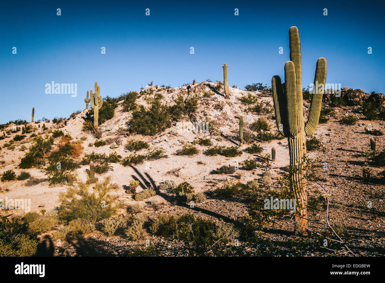 Arizona Desert Saguaro Cactus Stock Photo