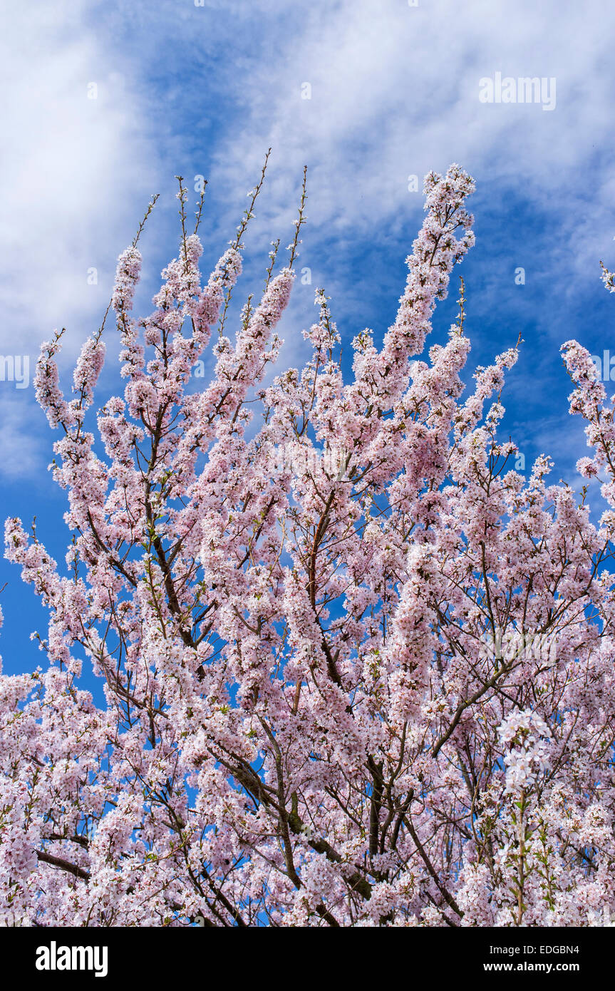 Pink flowering cherry blossom tree hi-res stock photography and images ...