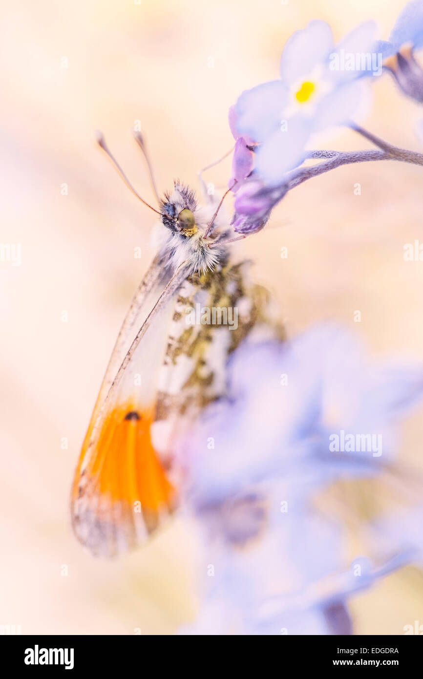 Male Orange Tip Butterfly on Forget-me-not Flowers Stock Photo