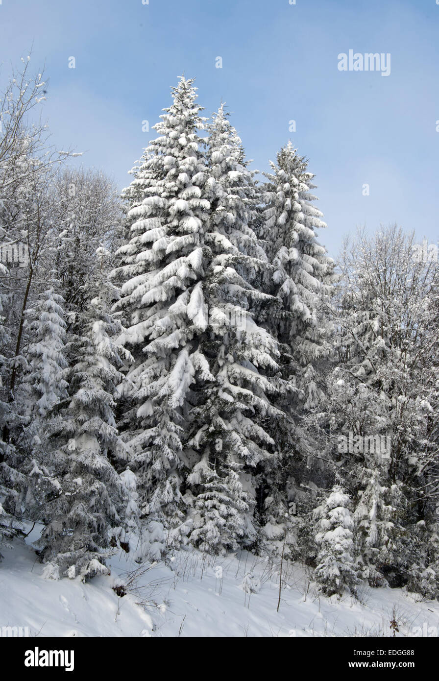 winter landscape close up Stock Photo