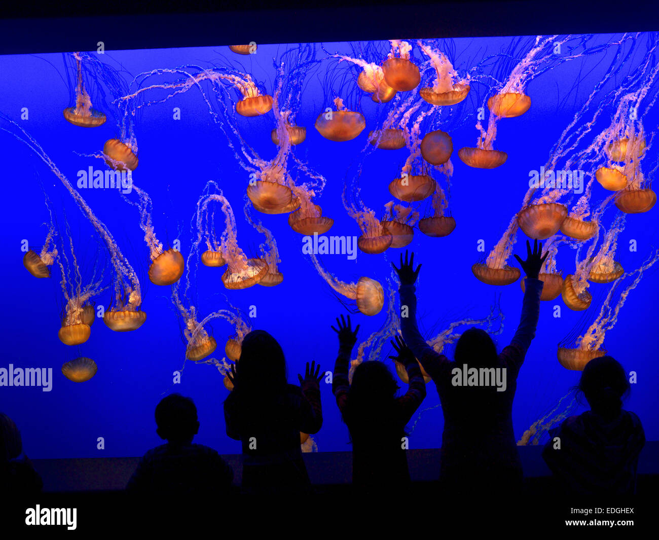 Monterey Aquarium children excited by floating jelly fish attraction in close proximity Monterey Aquarium California USA Stock Photo