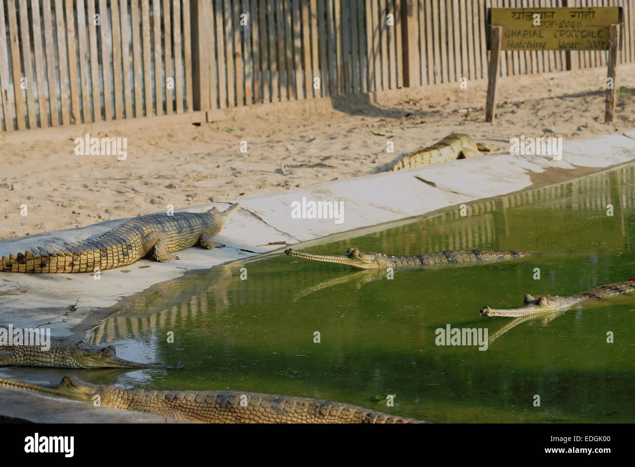 Breeding young gharials -gavialis gangeticus- being reared and raised to an age of 6-9 years under protection of the Gharial CP. Stock Photo