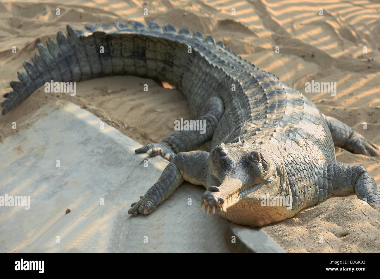 Breeding young gharial -gavialis gangeticus- being reared and raised to an age of 6-9 years under protection of the Gharial C.P. Stock Photo