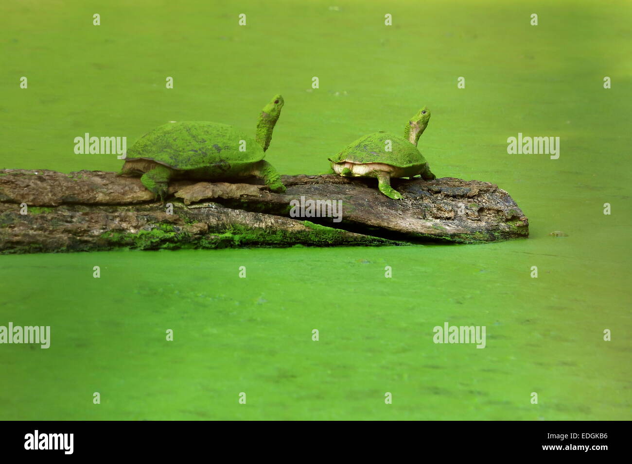 Couple of asian leaf turtles -cyclemys dentata- on a wooden log over green scum covered pond in the grounds of the Gharial C.P. Stock Photo