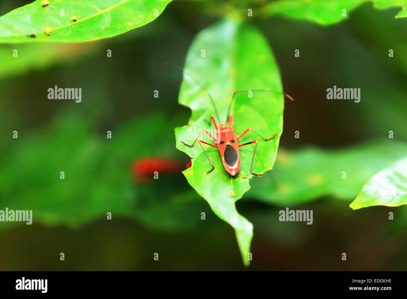 Red cotton bug -dysdercus koenigii- upon the green leaf of a plant on the walkway from Rapti river-Gharial Conservation Program. Stock Photo