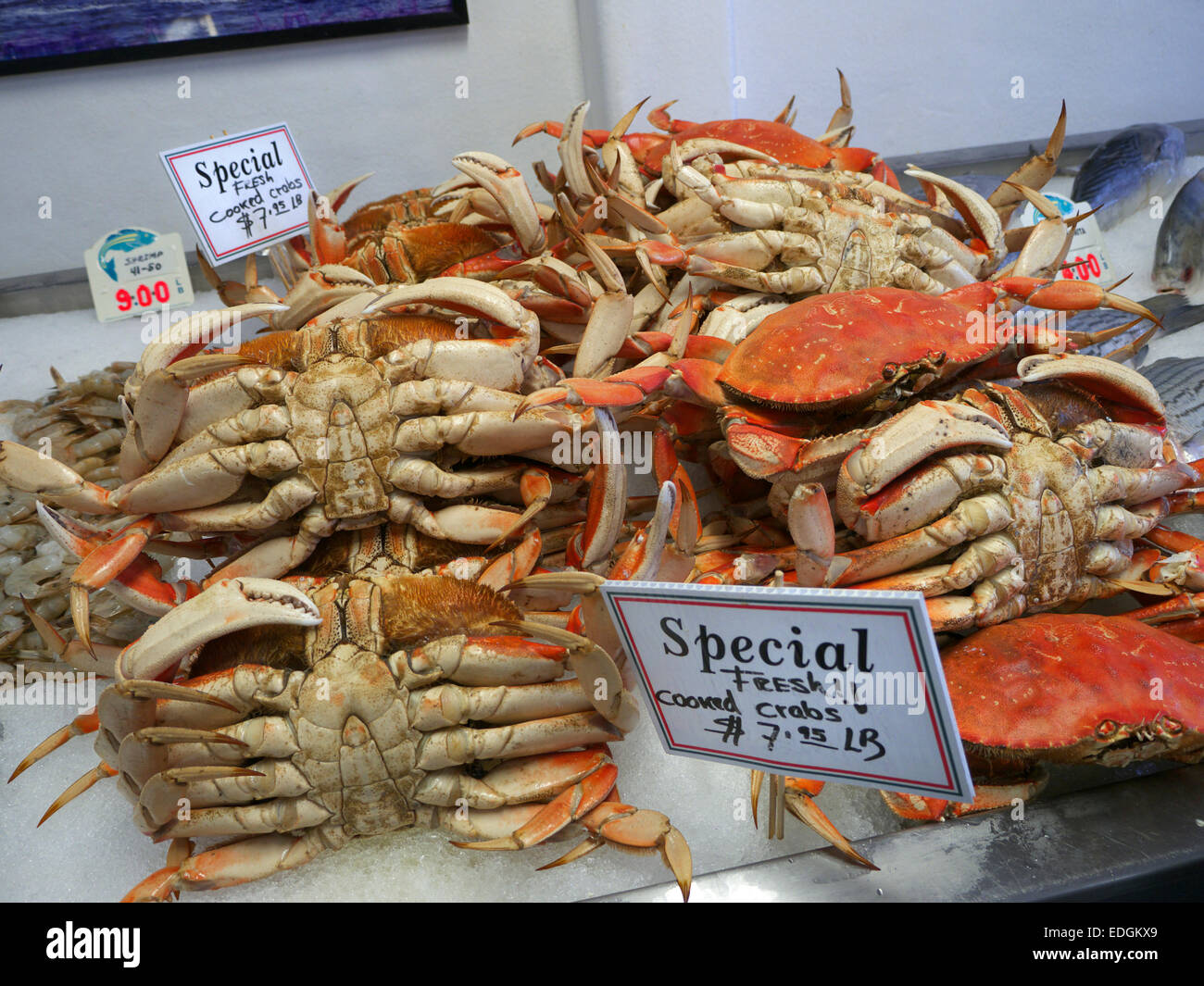 Dungeness crab Freshly cooked on sale with dollar price tag at Monterey Fish Market California USA Stock Photo