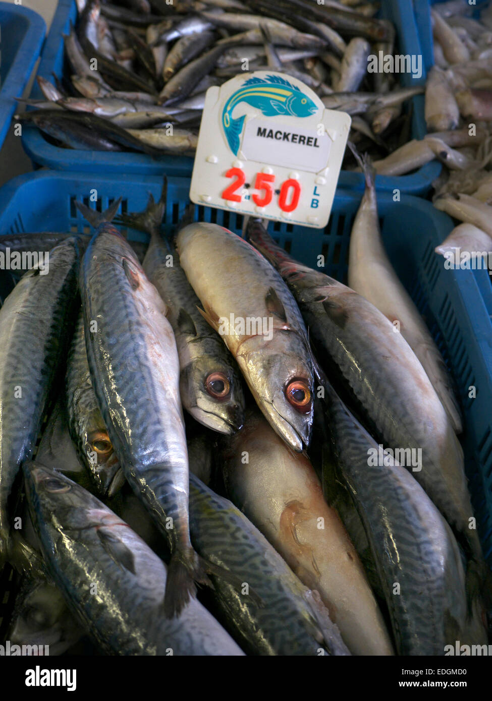 Freshly caught mackerel on display at Monterey Fish Market California