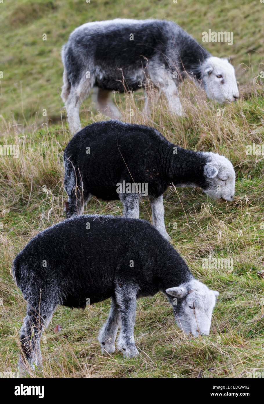 Humorous sheep stood in line on steep hill in UK Stock Photo