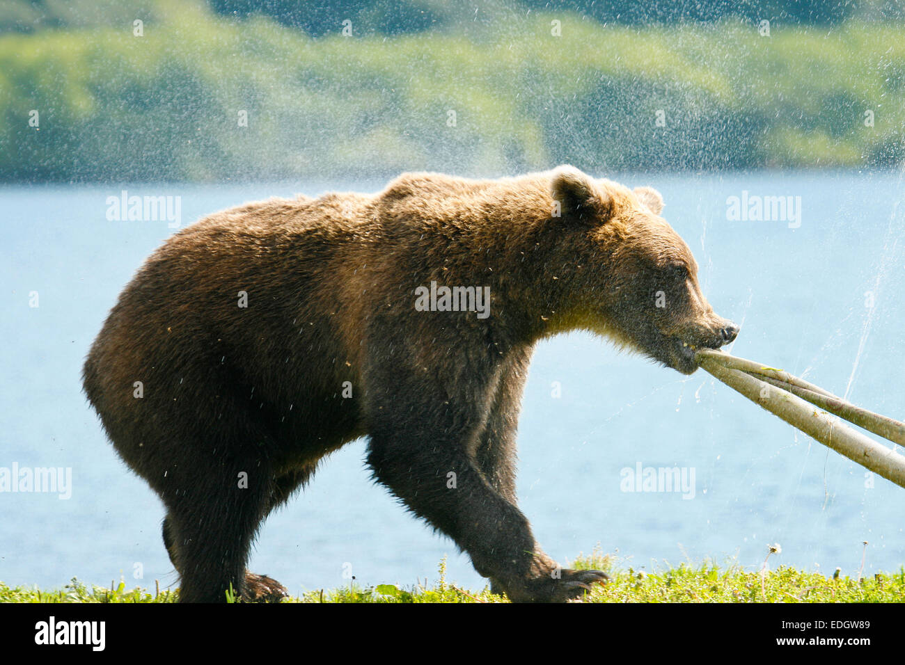 Kamchatka brown bear (Ursus arctos beringianus)  Kurile lake, Kamchatka, Russia, Stock Photo