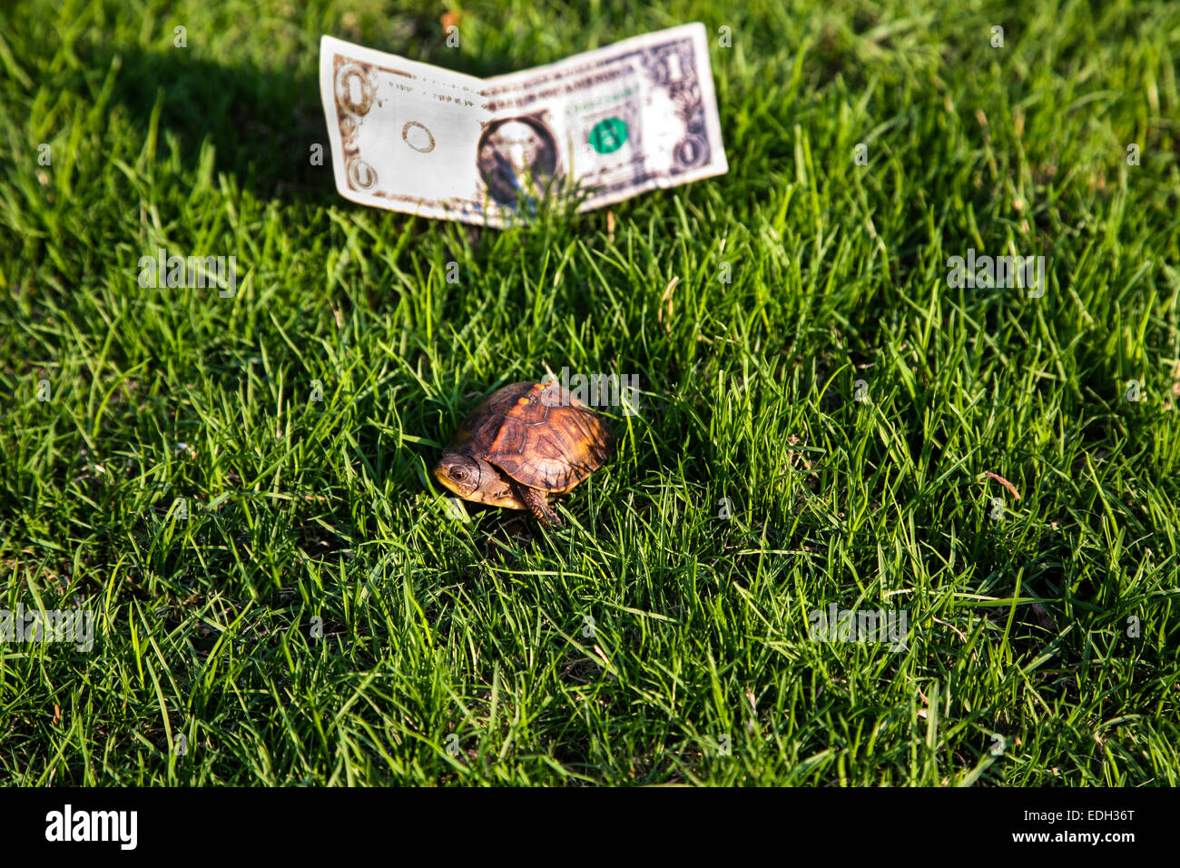 Closeup juvenile eastern box turtle in grass with a one dollar bill ...