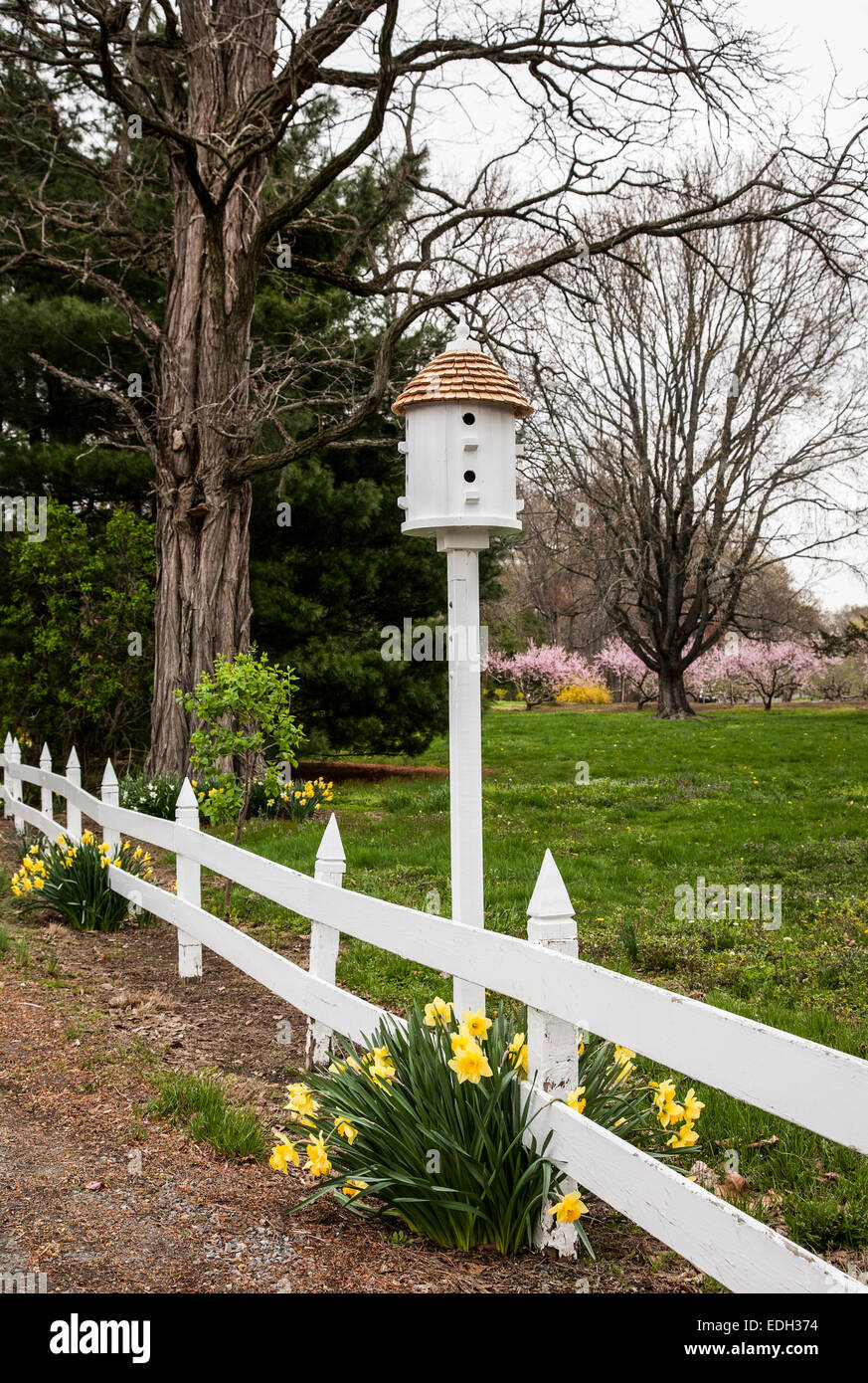Birdhouse, white picket fence border and Spring daffodil flowers on a