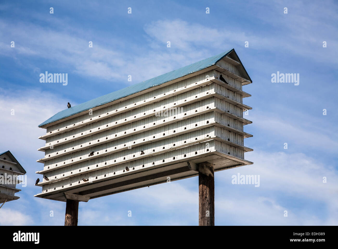 Large unusual purple martin house wooden birdhouse colony, blue sky in Pennsylvania, USA, bird nest, Pa images, nest boxes, nesting swallows, unique Stock Photo
