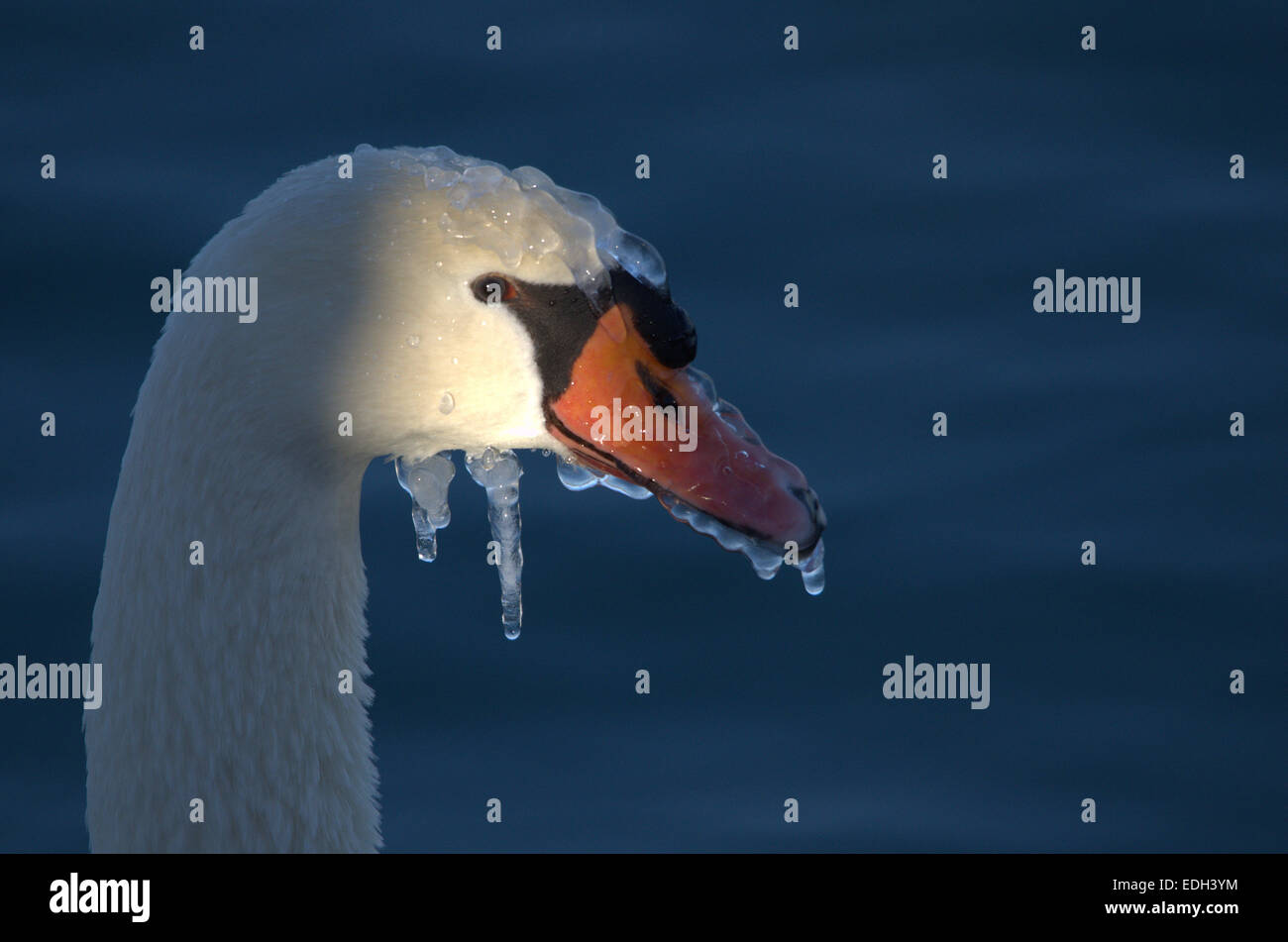 Frozen Mute Swan on the Detroit River in Windsor, Ontario during the Polar Vortex of 2014. Stock Photo