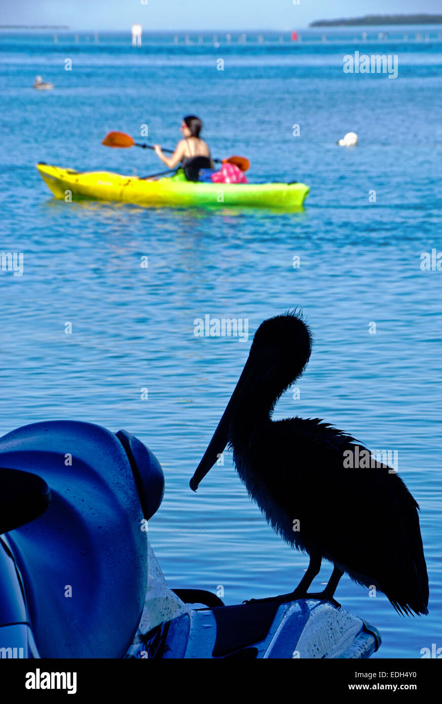 Kayaker and brown pelican along Florida Keys Overseas Highway at Robbie's Marina in Islamorada. Stock Photo