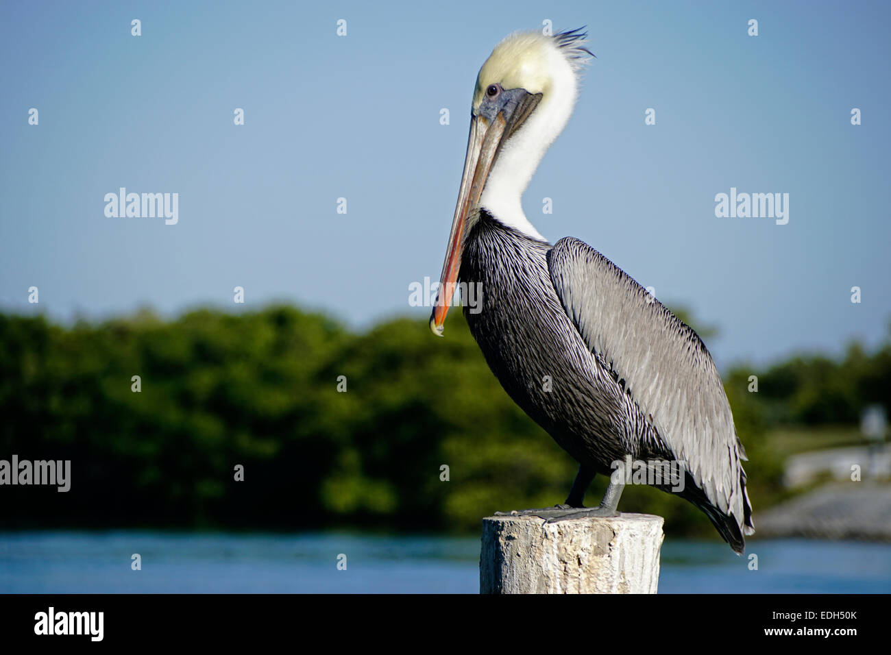 Brown Pelican along Florida Keys Overseas Highway at Robbie's Marina in Islamorada. Stock Photo