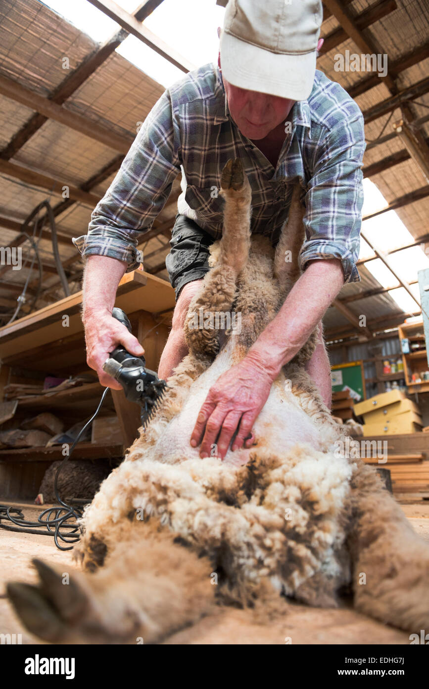 Australian wool industry hires stock photography and images Alamy