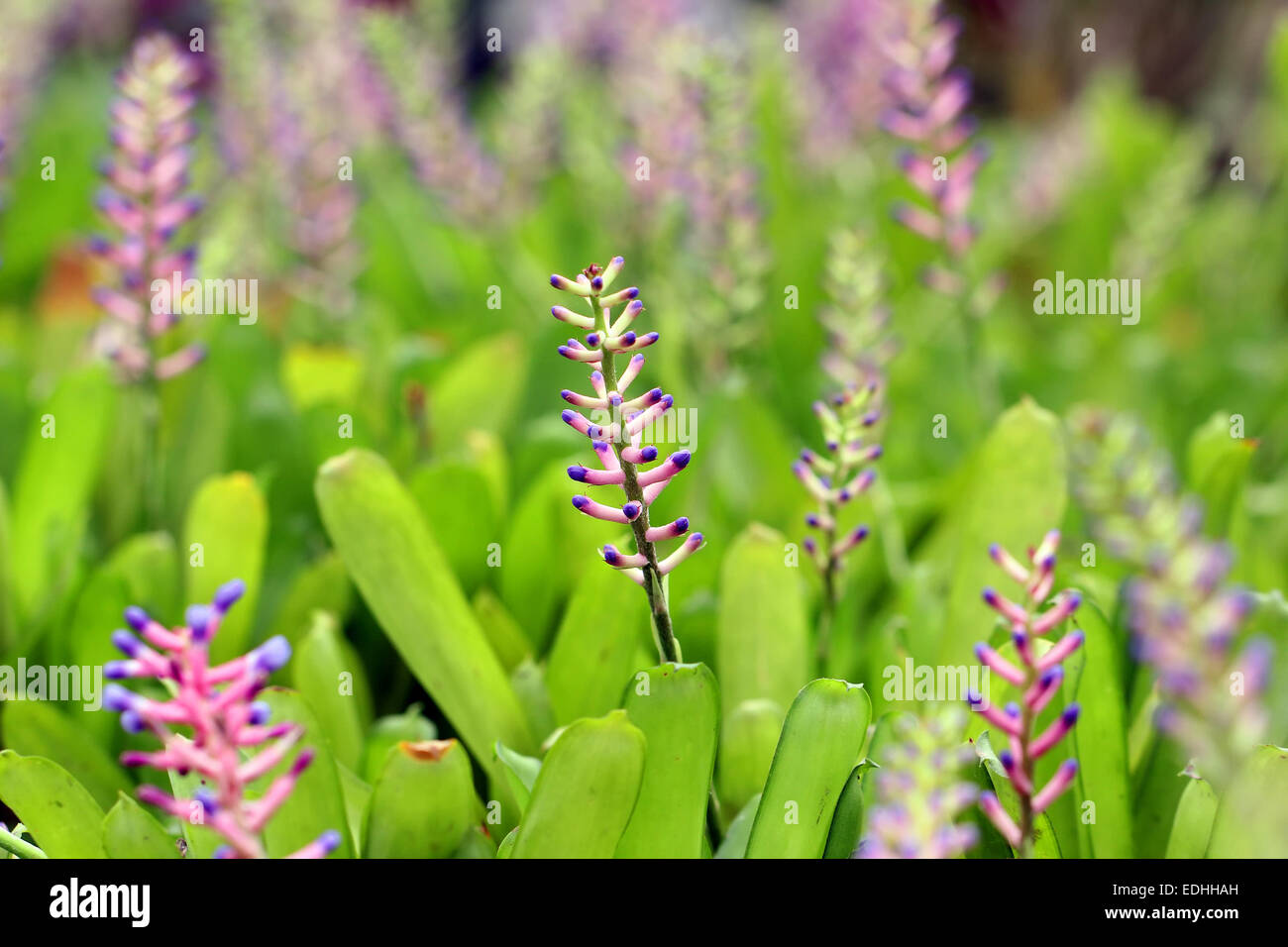 Pink blue Aechmea or bromeliad flower Stock Photo