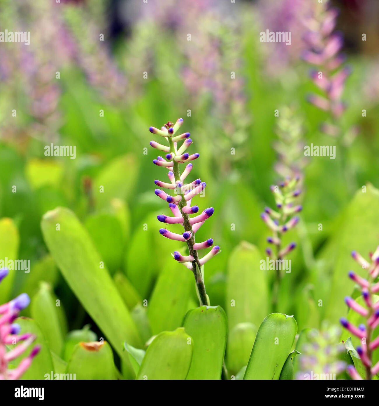 Pink blue Aechmea or bromeliad flower Stock Photo