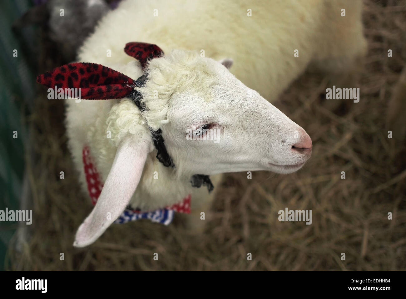 closeup of lovely lamb in cage Stock Photo
