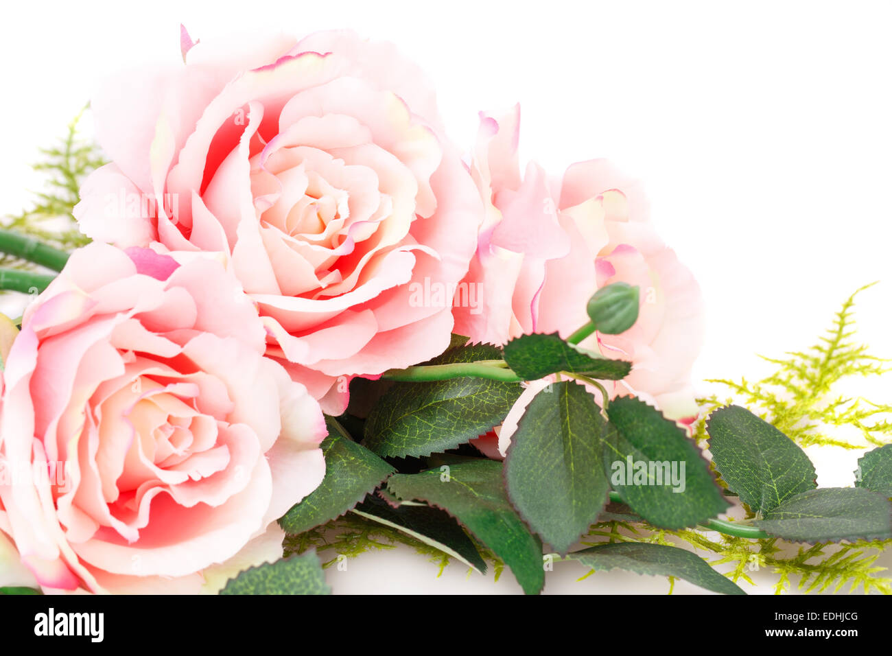 Pink roses isolated on white background Stock Photo - Alamy