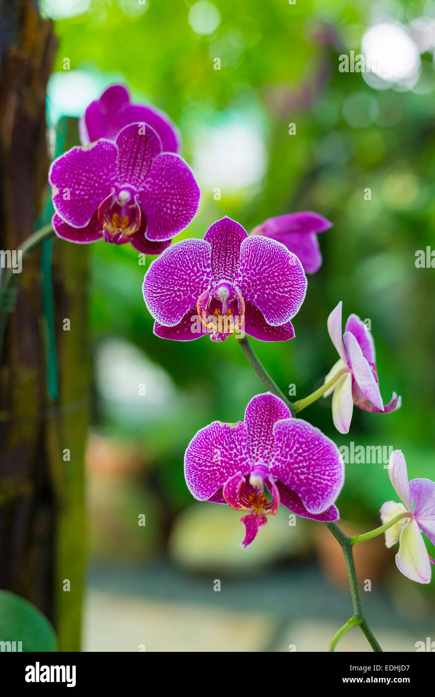 Beautiful multi colored and multi shaped orchids in public plant