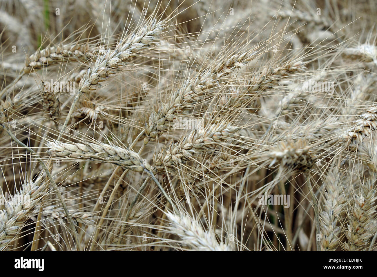Barley - a healthy high-fiber, high protein, whole grain Stock Photo ...