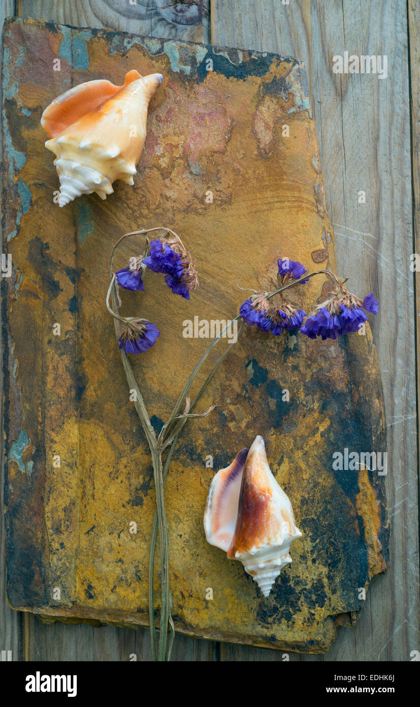 Shells on a quartzite flake and dried flower Stock Photo