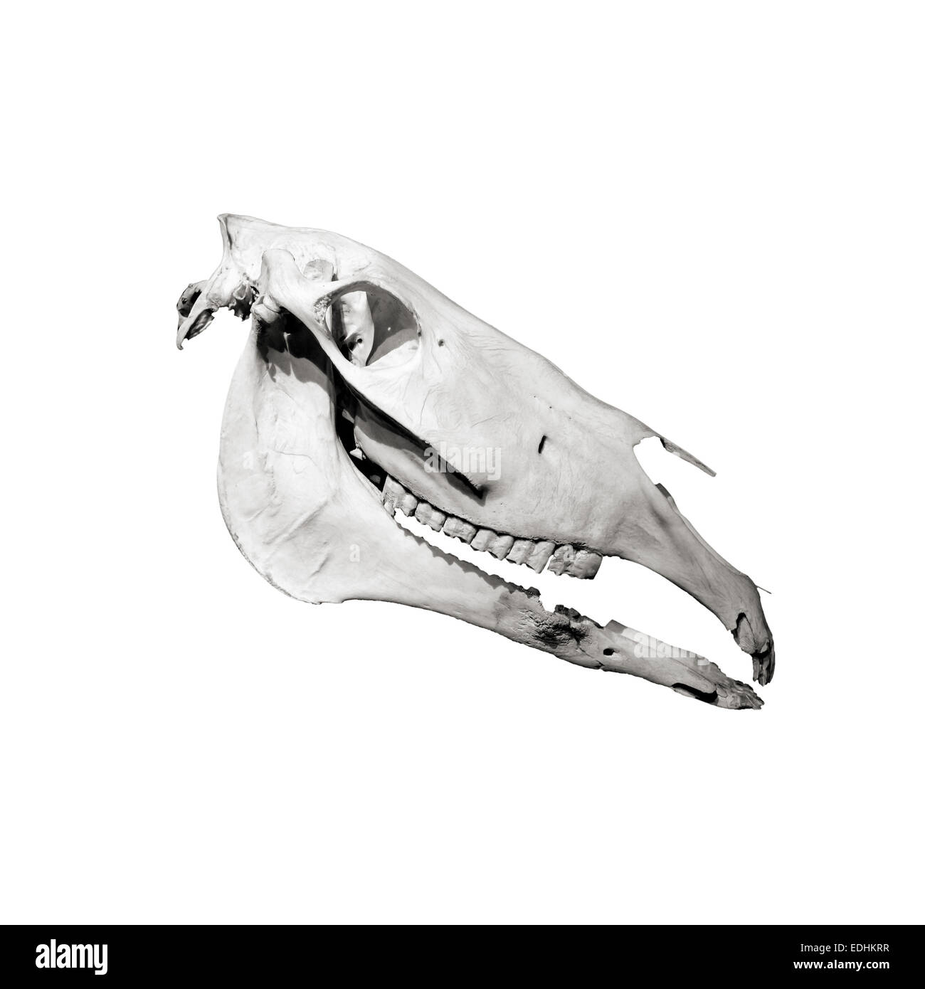 Horse skull profile isolated on white background Stock Photo