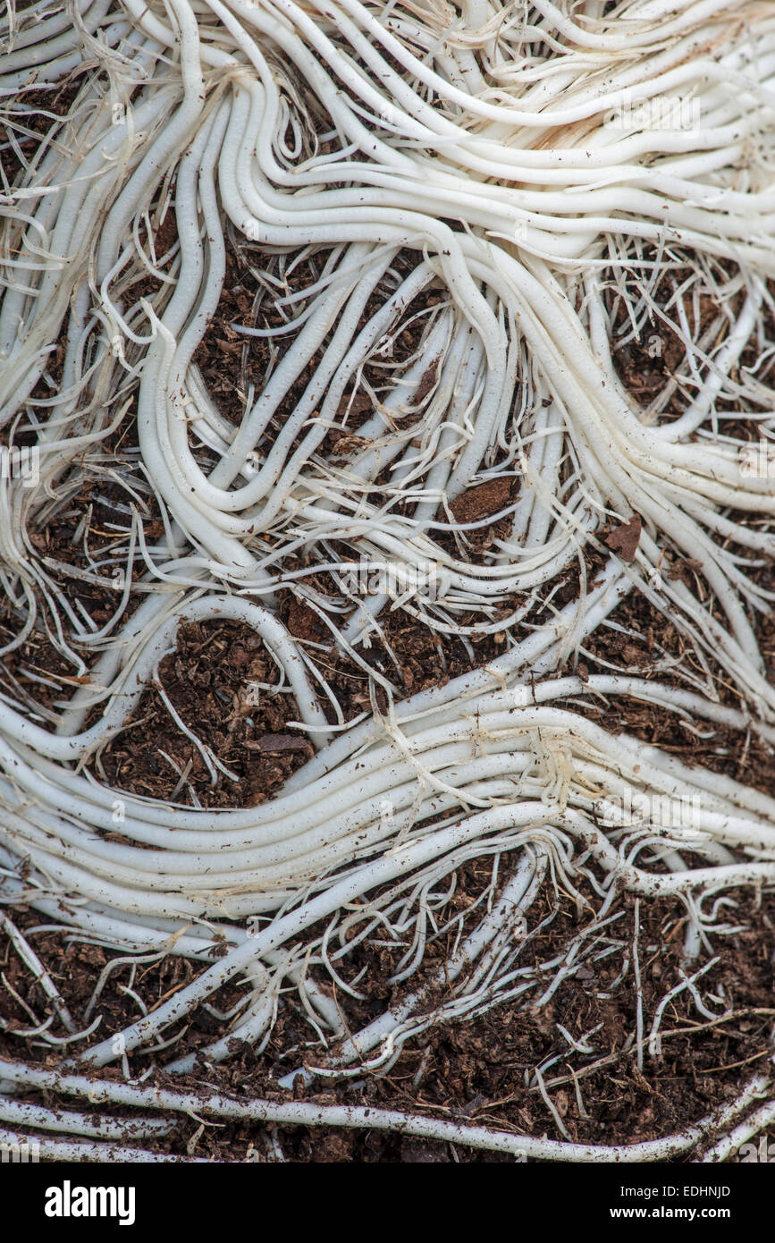 Plant root system hires stock photography and images Alamy
