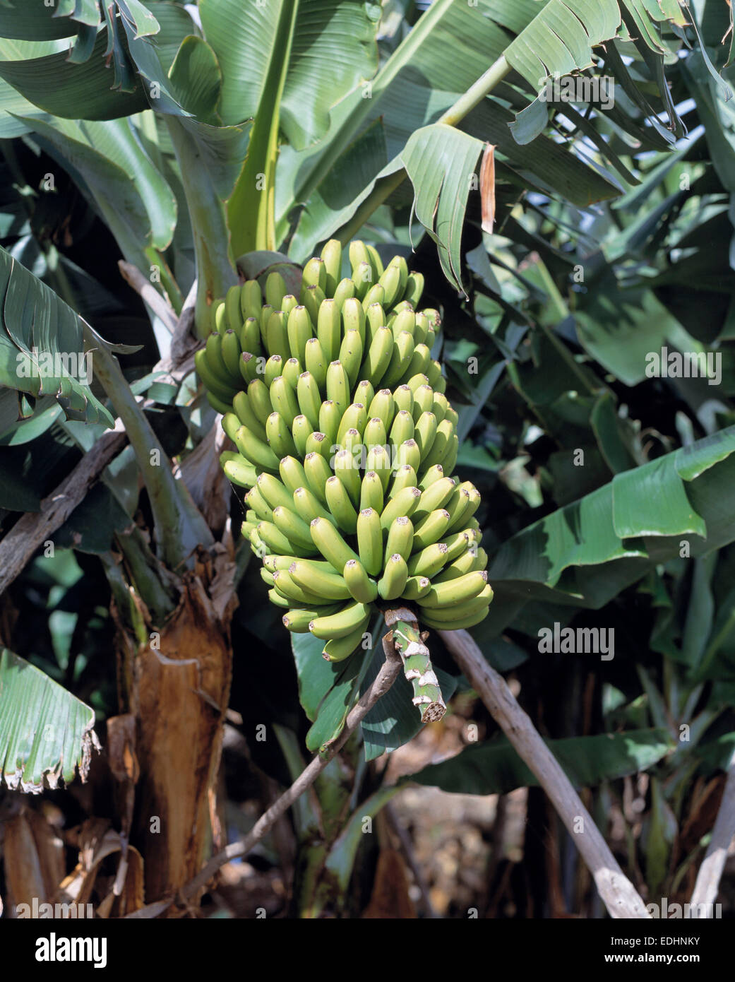 Bananen, Bananenstaude, Bananenplantage auf La Palma, Kanarische Inseln, Spanien Stock Photo