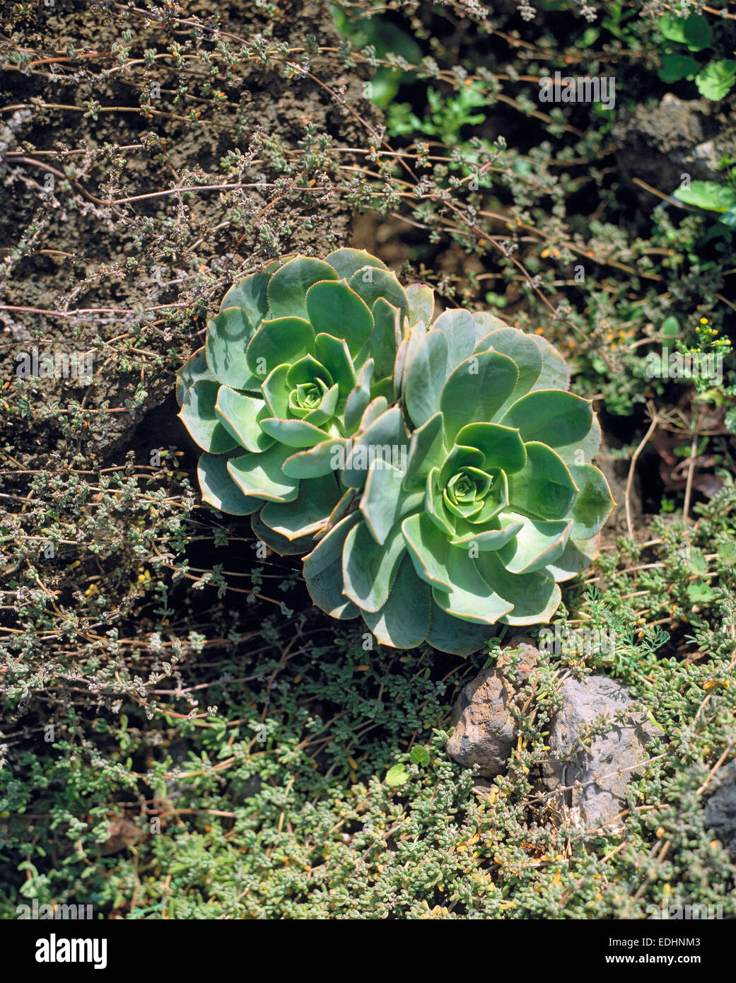 Natur, Pflanzenwelt, Pflanze, Dickblattgewaechs, Rosettenpflanze, Aeonium canariense, Eonio de las Canarias, Bejeque Stock Photo