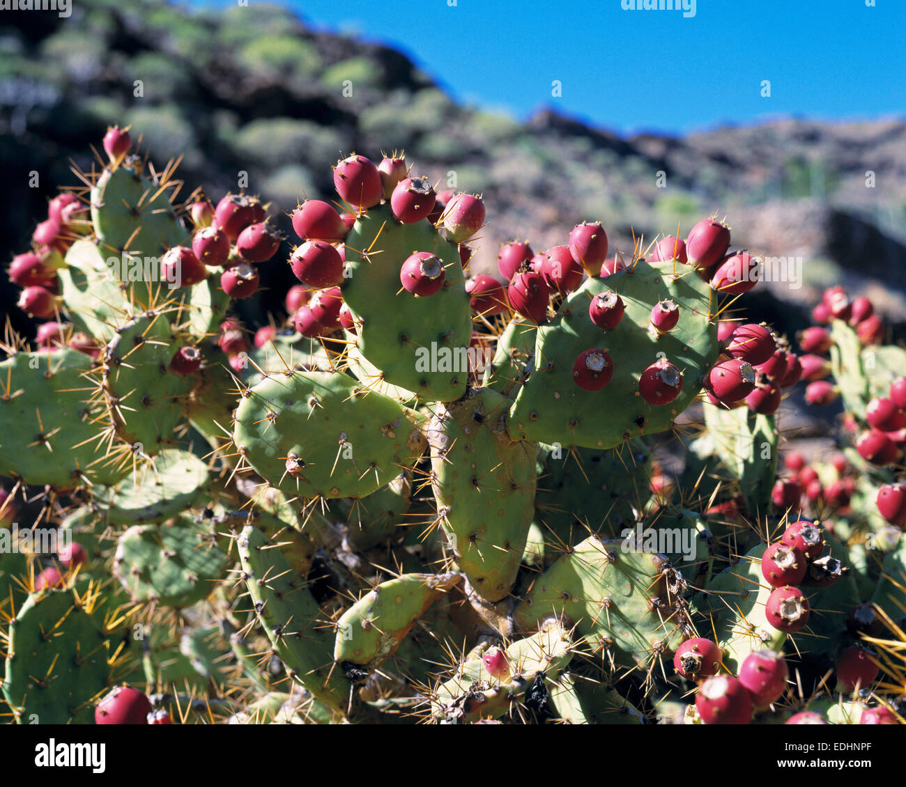 Feigenkaktus, Opuntia ficus-indica, Spanien, Kanarische Inseln, Gran Canaria Stock Photo