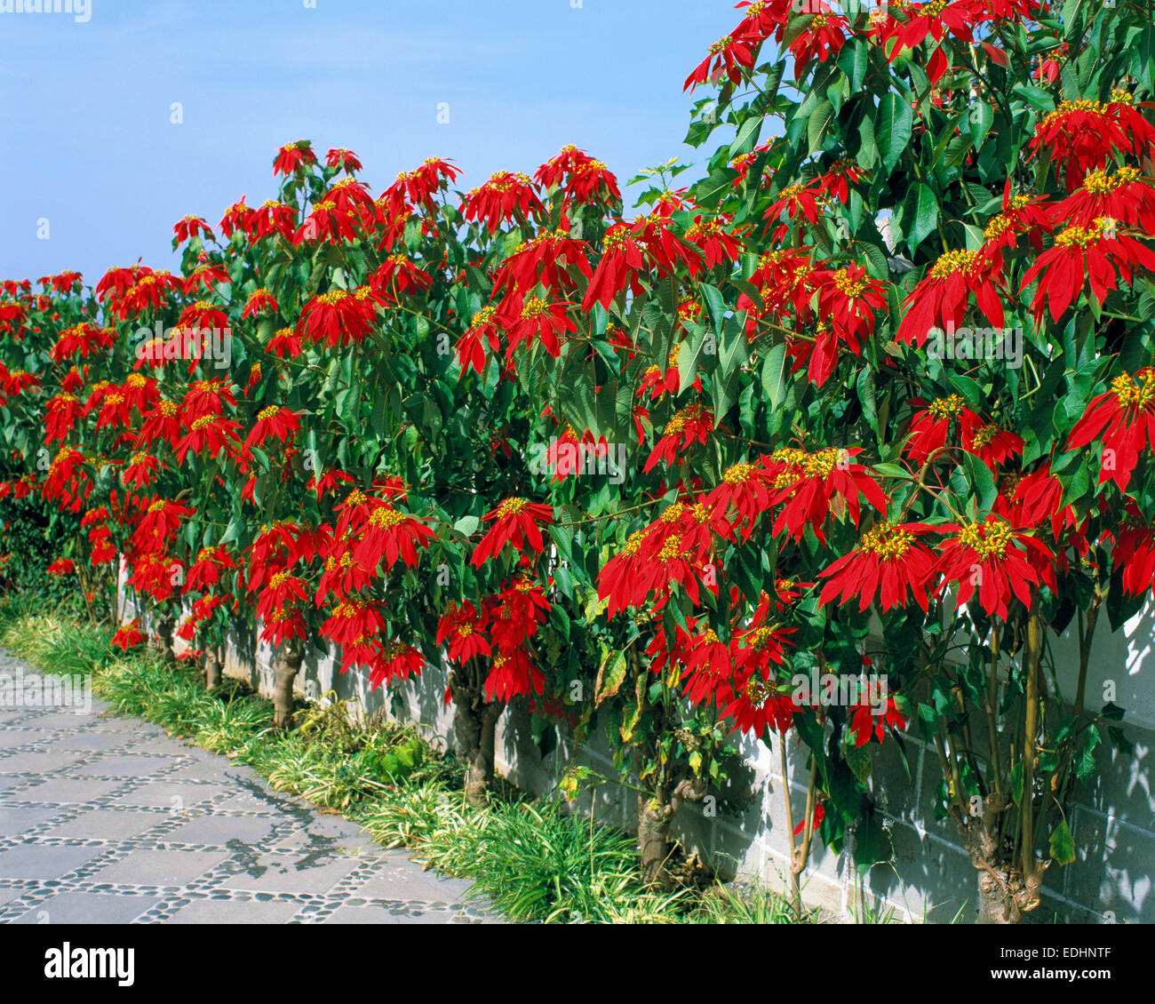 Euphorbia Horizontal Plant Tree Stock Photos Euphorbia