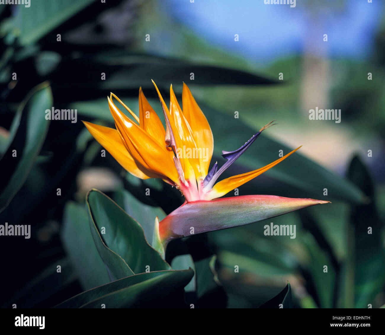 Natur, Pflanzenwelt, Pflanze, Blume, Bluete, Paradiesvogelblume, Strelitzia reginae, Spanien, Kanarische Inseln, Teneriffa Stock Photo